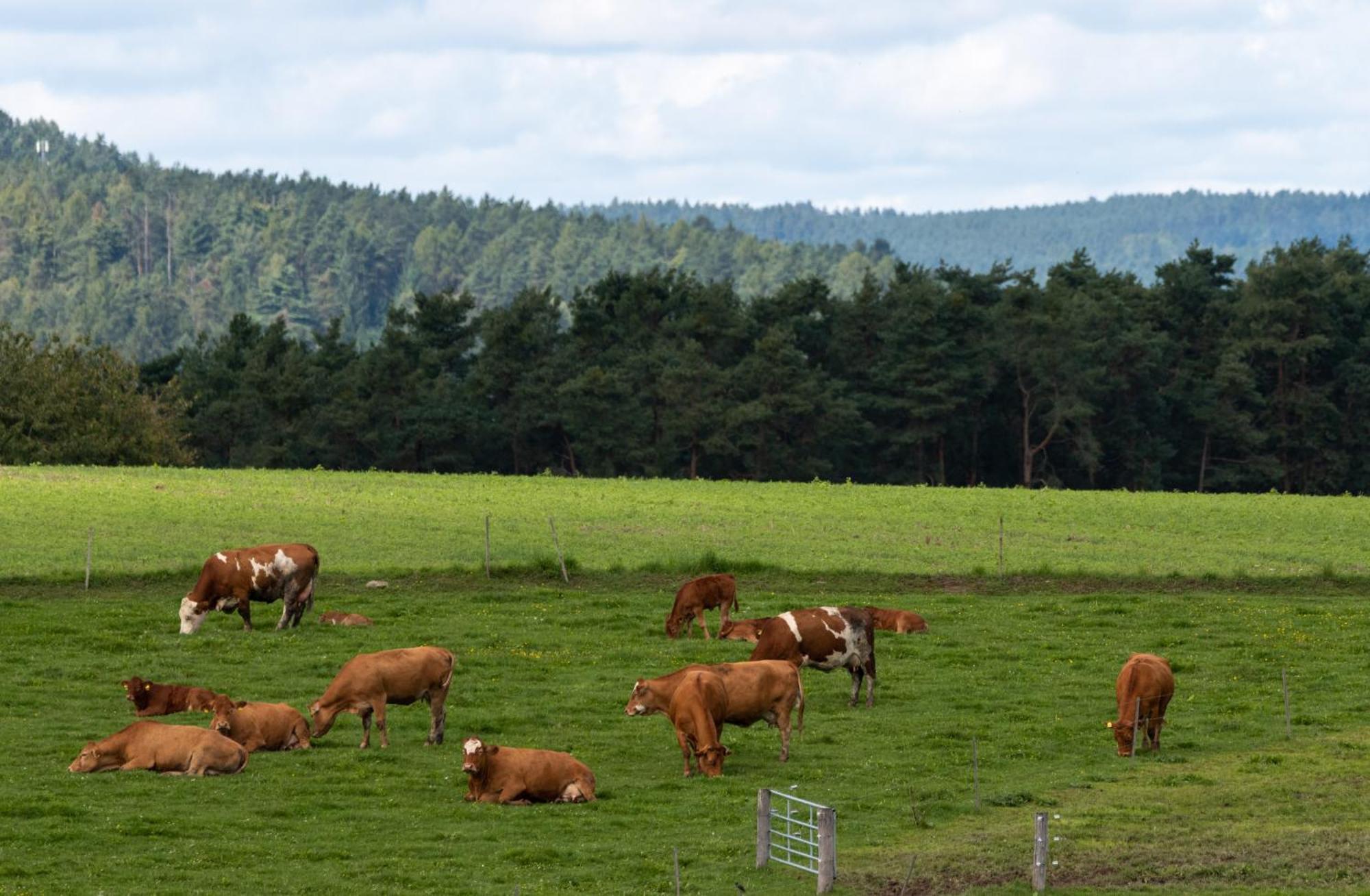 Moderne, Gemutliche Dg-Wohnung In Ruhiger Lage Neunburg vorm Wald Exteriér fotografie